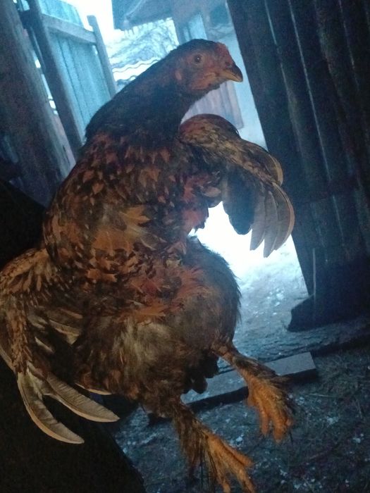 Vând cocoși încălțați