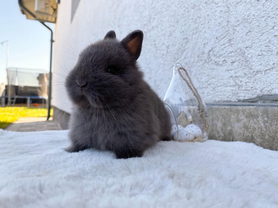 Iepuri pitici de companie berbec pitic/cap de leu/olandez pitic/mini