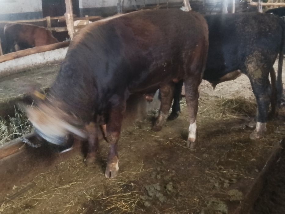 Vând 2 taurii cu greutatea de 550 kg dau și la schimb pe vacii de ținut