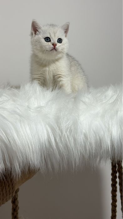 Британская шиншилла!