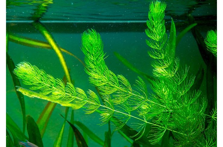 Продам водоросли  роголистник