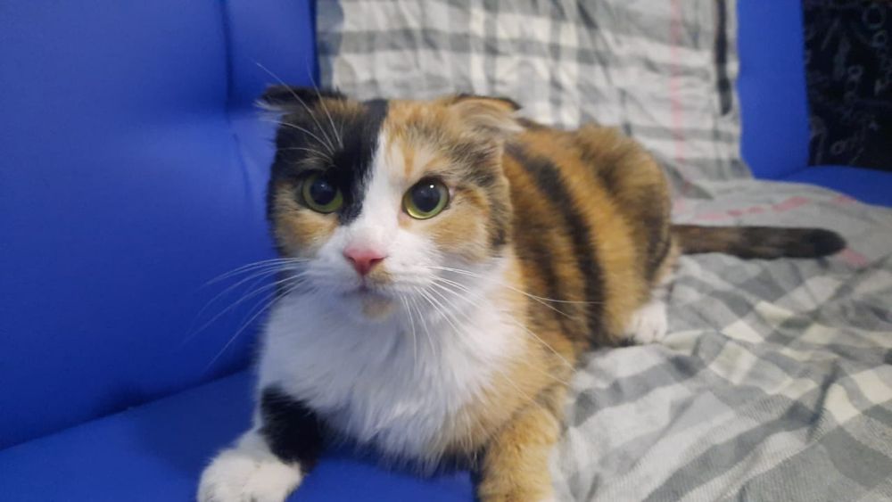 Кошечка в добрые руки.