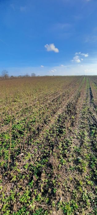 Puieti de salcam de vânzare 0,50 bani(70-80 de mii  de buc disponibil