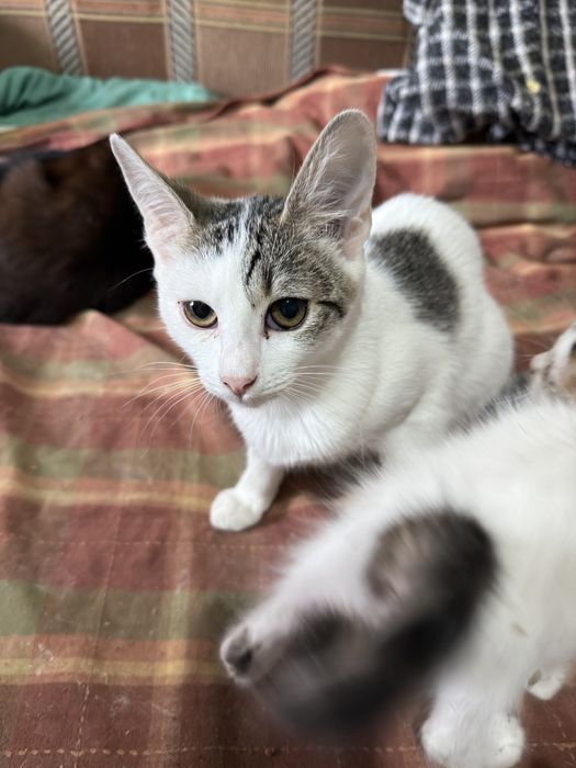 Pisicute pentru adoptie