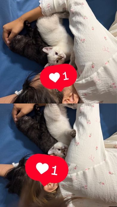 Две кошки мальчик