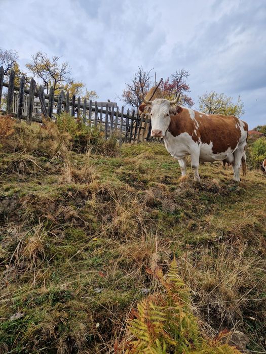 Baltata romaneasca  montata de vanzare