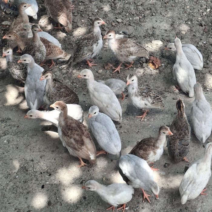 Pui bibilica, boboci rata leseasca, boboci gasca, cocosi pitici.