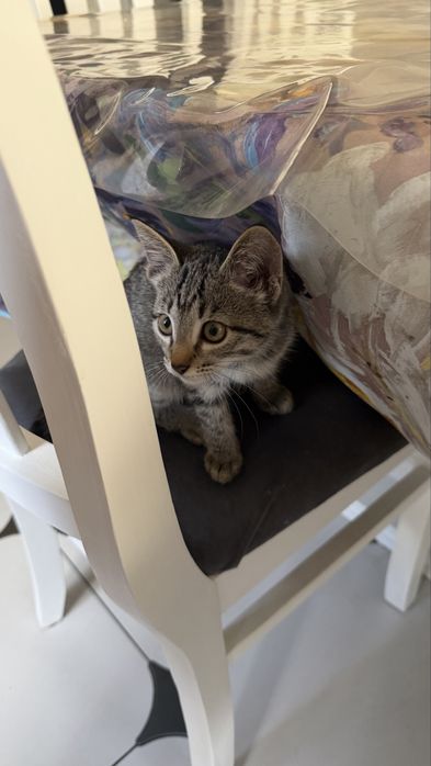 Отдаем котика, 4 месяцев