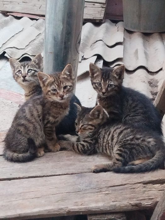 Отдам в добрые руки
