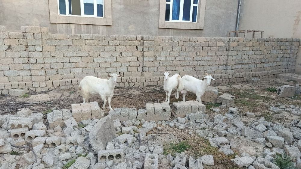 Zanin echkilar qornida bolasi bor