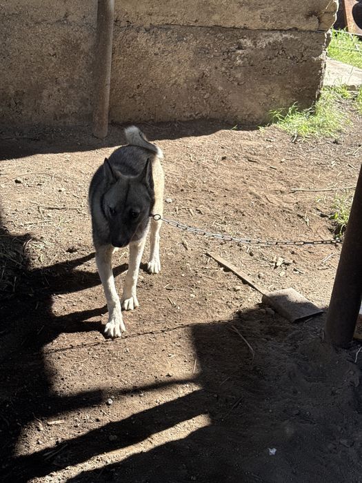 Әлі күшік ұрғашы