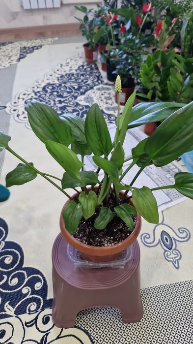 Комнатные цветы разные