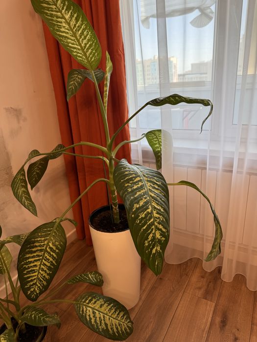 Продам дифенбахию.