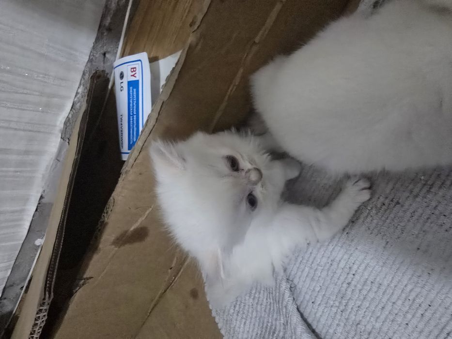 Котята  британский