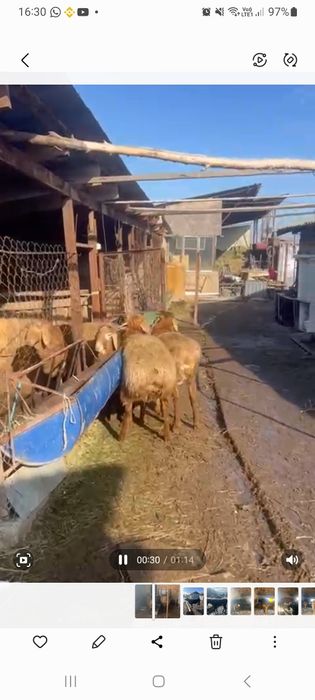 Бараны Арашаныкошкары  на семя итд