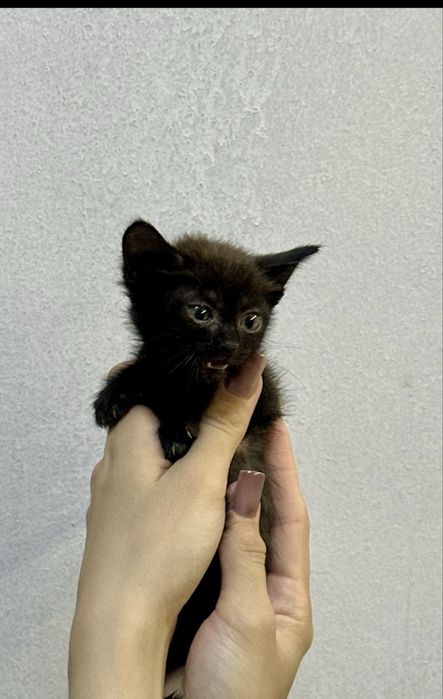 Отдаем котят самцы.