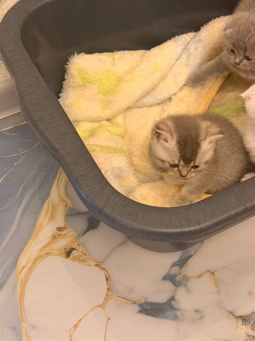 Британски късокосместа и шотландски клепоухи