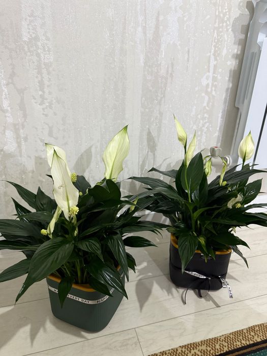 Цветы букет свежий