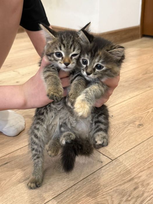 Отдам котят в добрые руки