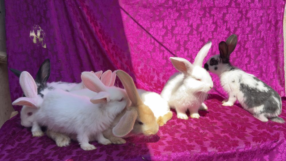 Quyonlar sotiladi 10 ta