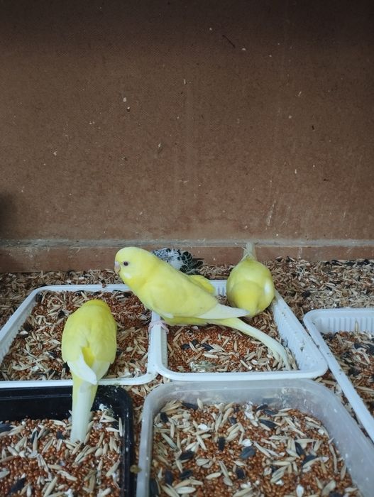 Папугай волнистый