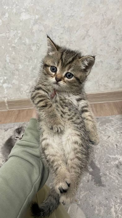 Mushuklar (кошка)