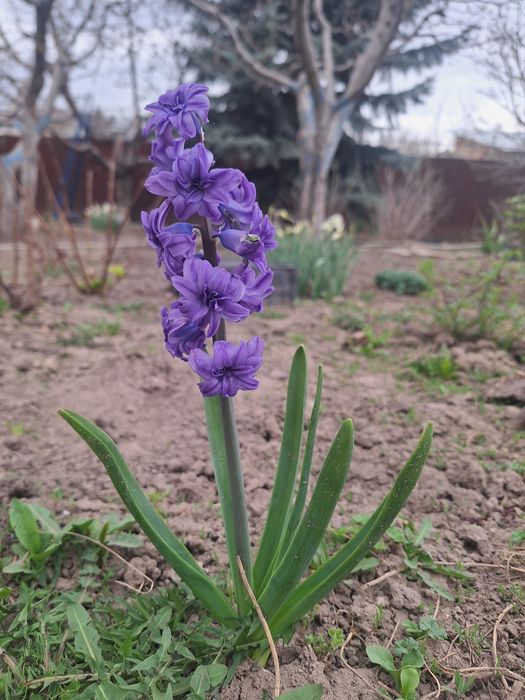 Продам луковицы гиацинтов на посадку