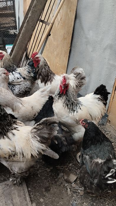 Продам Петухов .