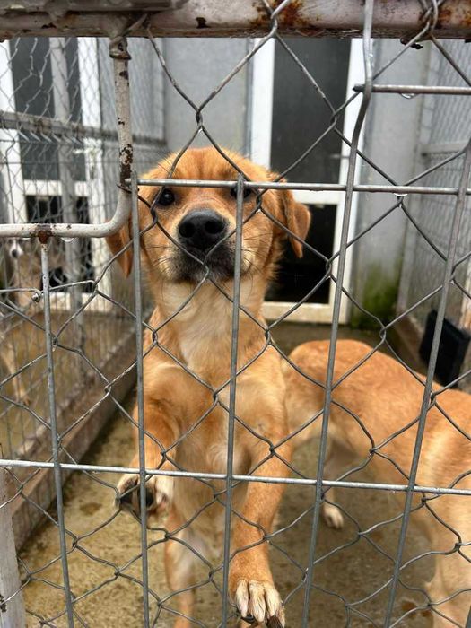 Adopta un caine - un sufletel are nevoie de stapan!