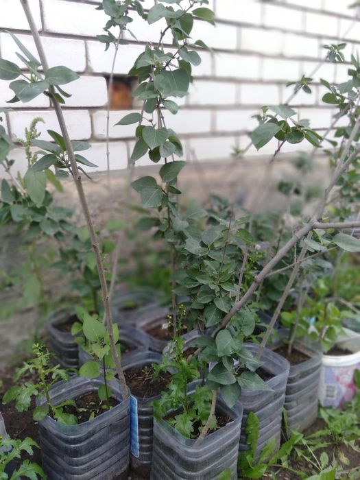 Пирамидальный тополь