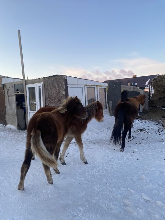 Тай жабағылар сатлады