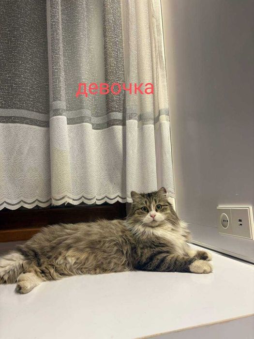 Подарю шикарную домашнюю кошечку