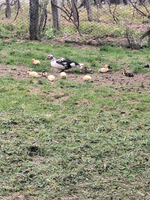 Rata cu puii după ia