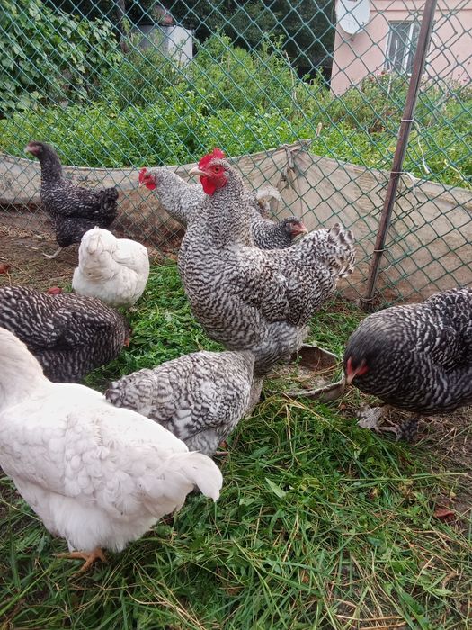 Продам молодых породистых петушков