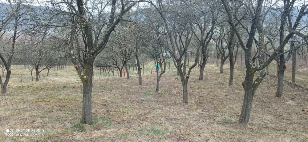 Livada 3000mp Turnu Rosu