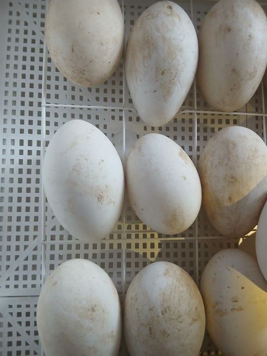 Продам гусиное инкубационное яйцо