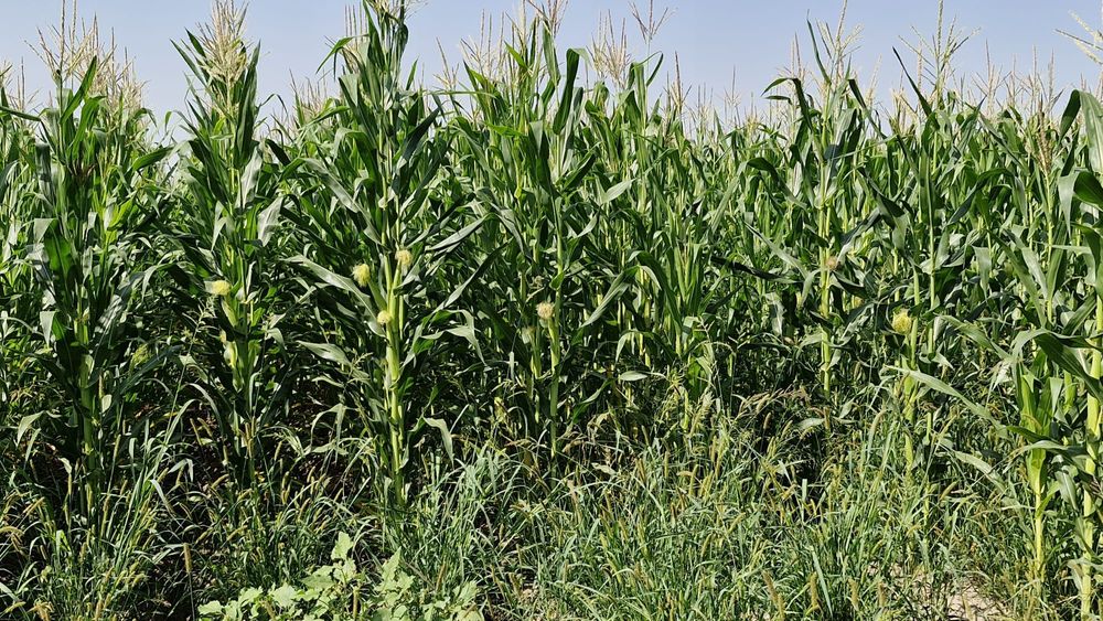 Кукуруза (силос с поля)