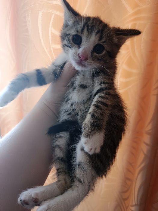 Отдам котят добрые руки !!!