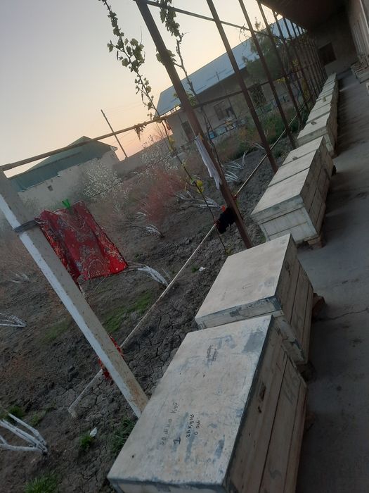 Asalari oilasi sotiladi 4 va 5 ramka