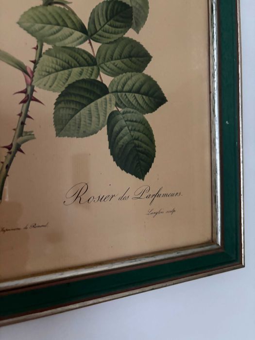 printul oficial La Redoute trandafir roz secolului 19 inramat