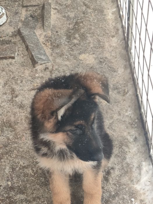 Продам щенков немецкой овчарки