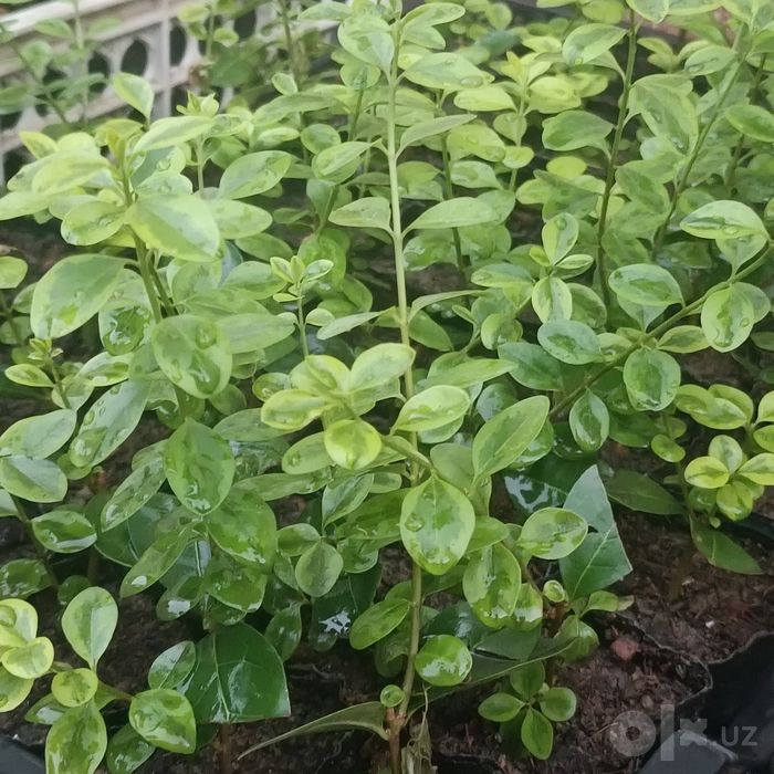 Шамшод кучатлари