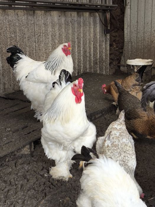 Петухи светлой брамы