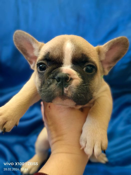 Щенки французского бульдога.