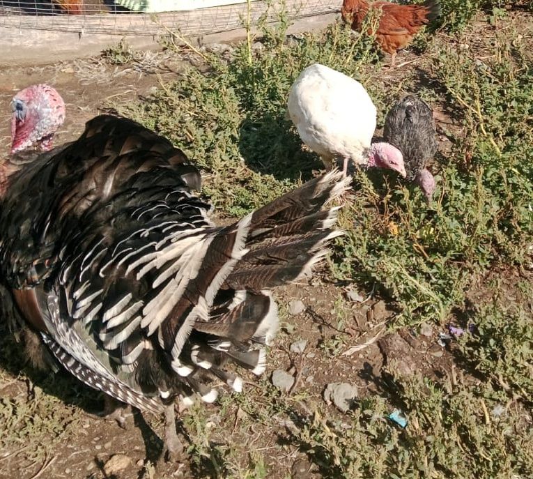 Продам индюков породы Бронза