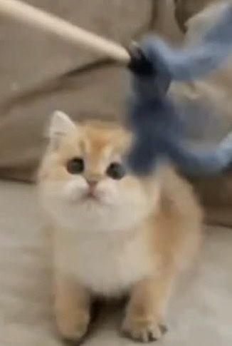 Котенок золото шиншиленок