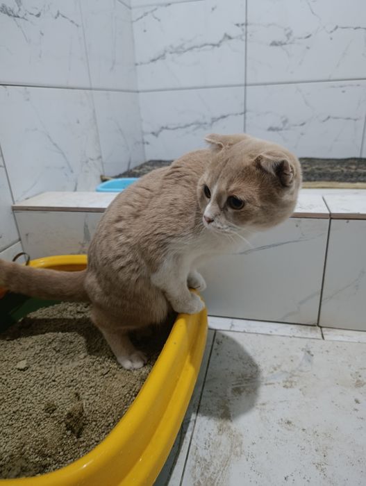 Scottish Fold mushuk sotiladi
