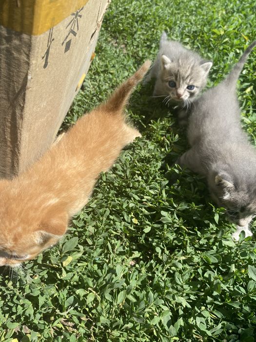 Отдам котят бесплатно