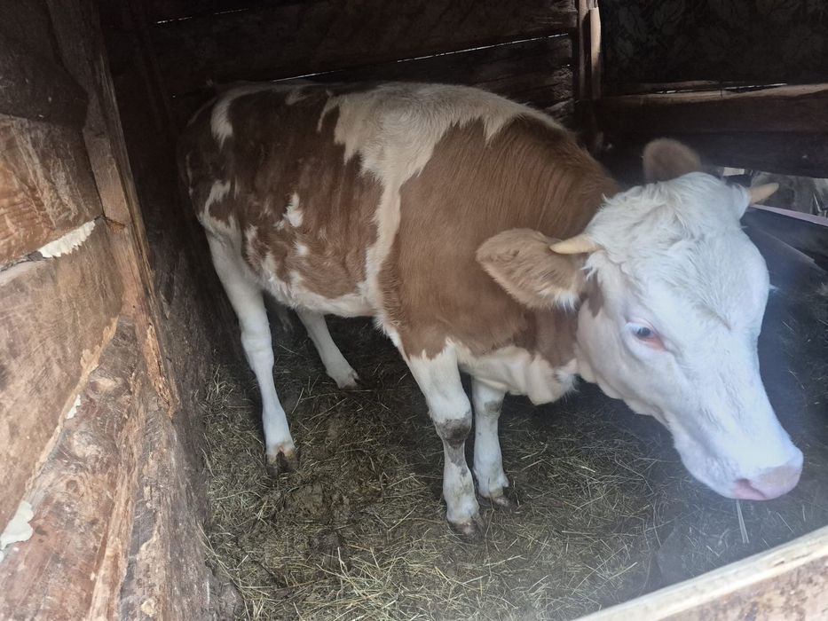 Vand juninca Balțată romaneasca de 10 luni