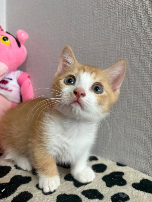 Продается котенок мальчик